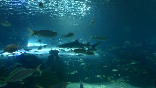 Eagle rays glide past viewing window in large aquarium tank, Cape Town