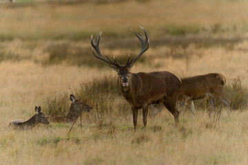 Majestic Red Stag in Golden Meadow