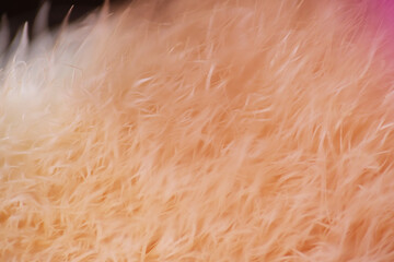 Fototapeta premium Macro texture of used brush blusher