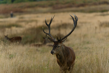 Majestic Red Deer in Autumn Meadow