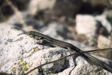 Lagartija en los Pirineos