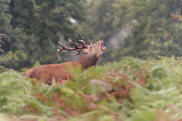 Majestic Red Deer Roaring in the Forest