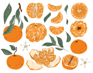 Set of hand drawn mandarins fruits with leaves, branches and flowers. modern botanical illustration. Set of tangerine fruits. Summer design for pattern, poster, card, fabric, banner, cover.