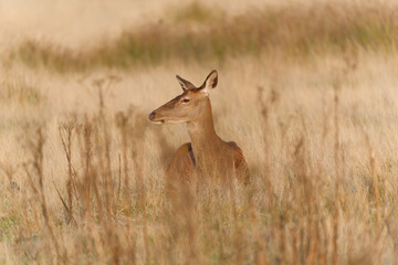 Hidden Deer in Golden Meadow