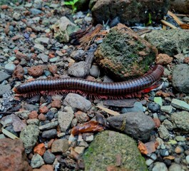 Millipedes are walking on the ground
