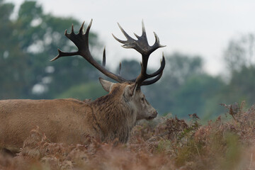 Obraz premium Majestic Red Deer in Autumn Landscape