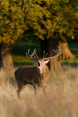 Majestic Red Deer Roaring in Autumnal Meadow