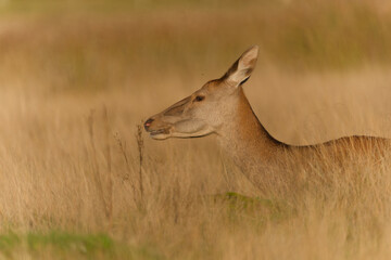 Majestic Deer in Golden Meadow
