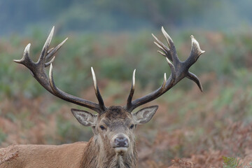 Majestic Red Deer in Autumn Forest