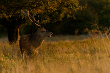 Majestic Deer in Golden Meadow