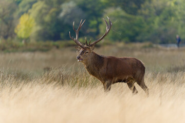 Majestic Red Deer in Autumnal Meadow