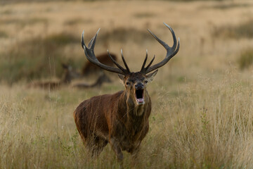Majestic Red Deer Roaring in Meadow