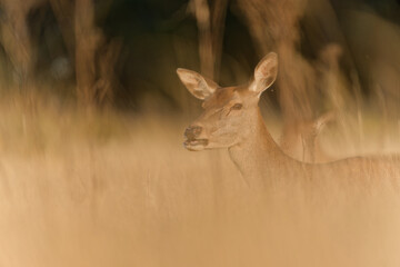 Majestic Red Deer in Golden Light