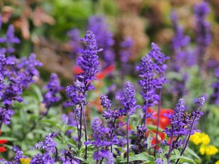 アジュガの花の生態写真
