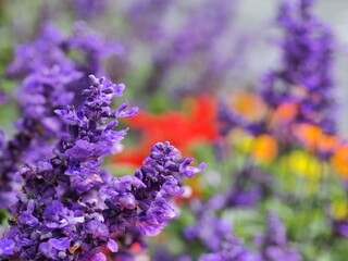 アジュガの花の生態写真