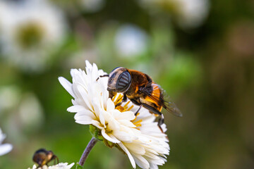キクの花に飛来し蜜を吸うオオハナアブ