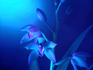 blue iris flower. flower, purple, blue, spring, nature, plant, flowers, isolated, blossom, crocus, beauty, floral, bloom, iris, petal, white, violet, leaf, garden, water, pink, flora, beautiful, color