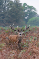Majestic Red Deer in Autumn Forest