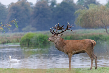Majestic Red Deer by the Water