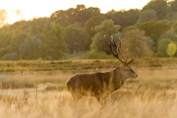 Majestic Red Deer in Golden Meadow