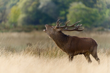Majestic Red Deer Roaring in Autumn Meadow