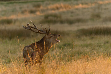 Majestic Red Deer in Golden Meadow