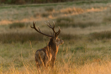Majestic Deer in Golden Meadow