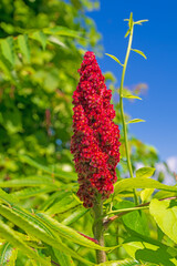 Sumac Flower in a Verdant Wetland