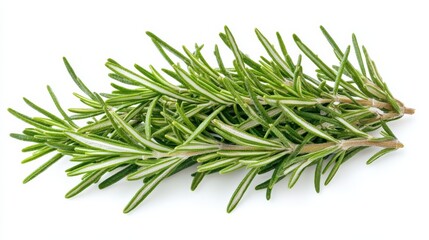 Fototapeta premium A fresh bunch of rosemary with its fragrant green needles and pine aroma, Each sprig’s bright color and subtle imperfections captured with precision