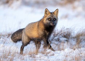 Fototapeta premium The cross fox is a partially melanistic colour variant of the red fox (Vulpes vulpes) which has a long dark stripe running down its back