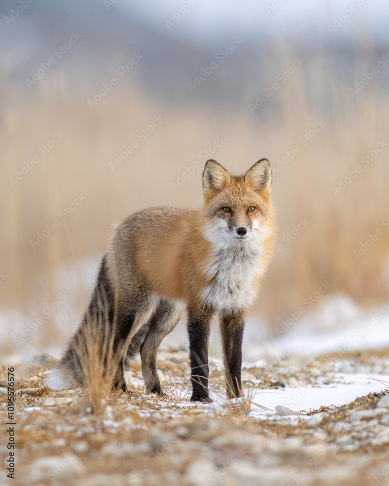 Wall mural Red Fox (Vulpes vulpes),  largest of the true foxes and one of the most widely distributed members of the order Carnivora, being present across the entire Northern Hemisphere 