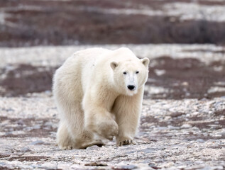The polar bear (Ursus maritimus) is a large bear native to the Arctic and nearby areas. It is...