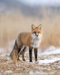 Red Fox (Vulpes vulpes),  largest of the true foxes and one of the most widely distributed members of the order Carnivora, being present across the entire Northern Hemisphere 