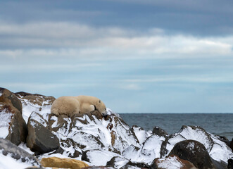 The polar bear (Ursus maritimus) is a large bear native to the Arctic and nearby areas. It is closely related to the brown bear, and the two species can interbreed, Churchill, Manitoba, Canada, 