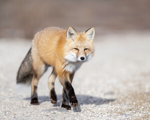 Obraz premium Red Fox (Vulpes vulpes), largest of the true foxes and one of the most widely distributed members of the order Carnivora, being present across the entire Northern Hemisphere 