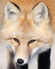 Red Fox (Vulpes vulpes),  largest of the true foxes and one of the most widely distributed members of the order Carnivora, being present across the entire Northern Hemisphere 