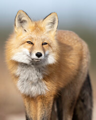 Red Fox (Vulpes vulpes),  largest of the true foxes and one of the most widely distributed members of the order Carnivora, being present across the entire Northern Hemisphere 