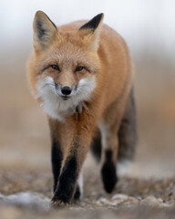 Obraz premium Red Fox (Vulpes vulpes), largest of the true foxes and one of the most widely distributed members of the order Carnivora, being present across the entire Northern Hemisphere 