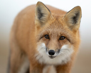 Fototapeta premium Red Fox (Vulpes vulpes), largest of the true foxes and one of the most widely distributed members of the order Carnivora, being present across the entire Northern Hemisphere 