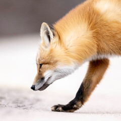 Obraz premium Red Fox (Vulpes vulpes), largest of the true foxes and one of the most widely distributed members of the order Carnivora, being present across the entire Northern Hemisphere 