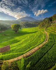 Obraz premium the natural beauty of rice terraces