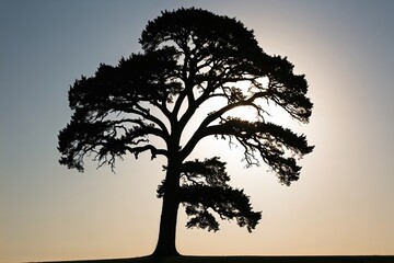 Striking Isolated Silhouette of a Tall Oak Tree Against a Bright Backdrop