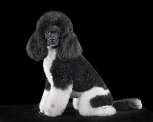 Sitting blak and white toy poodle