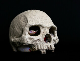 Snake and Skull