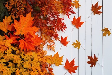 Fototapeta premium Crisp Autumn Foliage in Bright Orange and Tawny with Contrasting White Backdrop