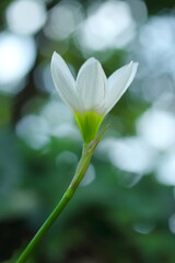 木漏れ日の中の白いタマスダレ