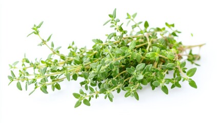 Obraz premium A fresh bunch of thyme sprigs with their small green leaves and delicate stems, Each sprig’s vibrant green color and subtle imperfections captured with precision