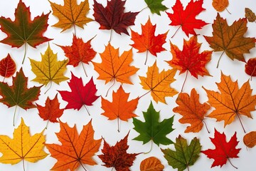 Obraz premium Colorful Autumn Leaves Collection on White Background