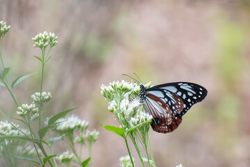長旅する蝶アサギマダラが今年もやってきた　滋賀県大津市びわこ文化公園