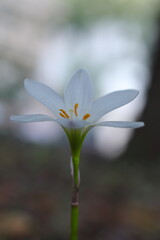 逆光の中に浮かび上がるタマスダレ